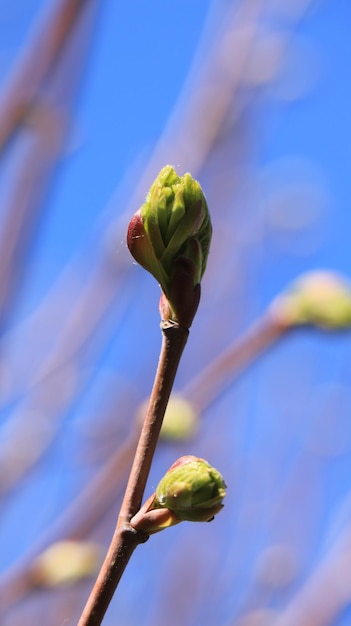 Photo close-up of green bud on plant