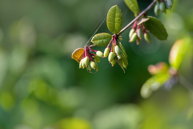 Photo close-up of green buds on plant