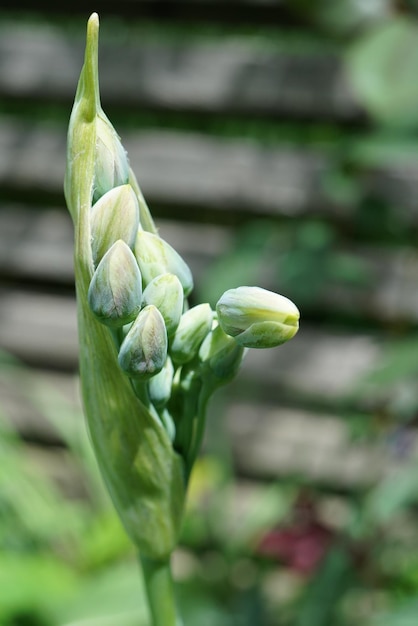 Close-up of green buds on plant