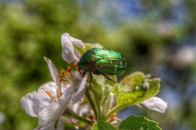 Close-up of green bug on flower