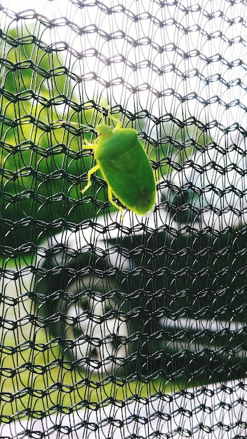 Photo close-up of a green bug