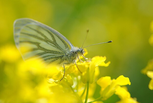 Close-up of green butterfly pollinating on yellow flower