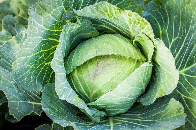 close up of green cabbage in the garden