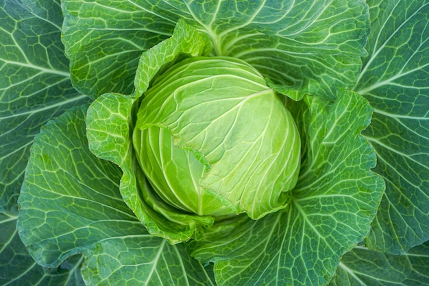 Close up of Green cabbage head in the garden