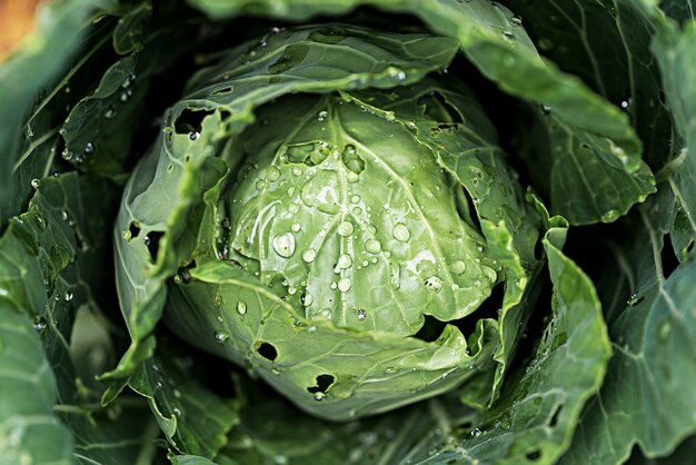 Close-up of green cabbage leaves