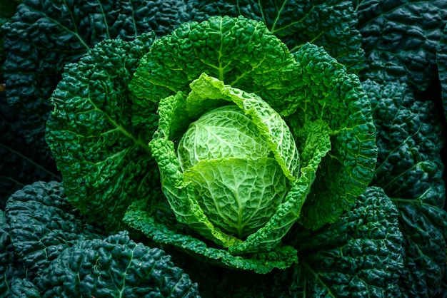 close-up green cabbage in the vegetable garden