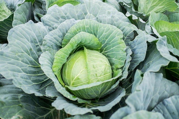 Photo close-up of green cabbage