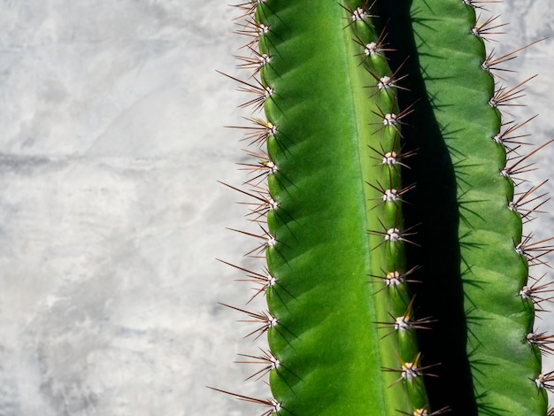 Close-up green cactus on grunge concrete wall on sunny day