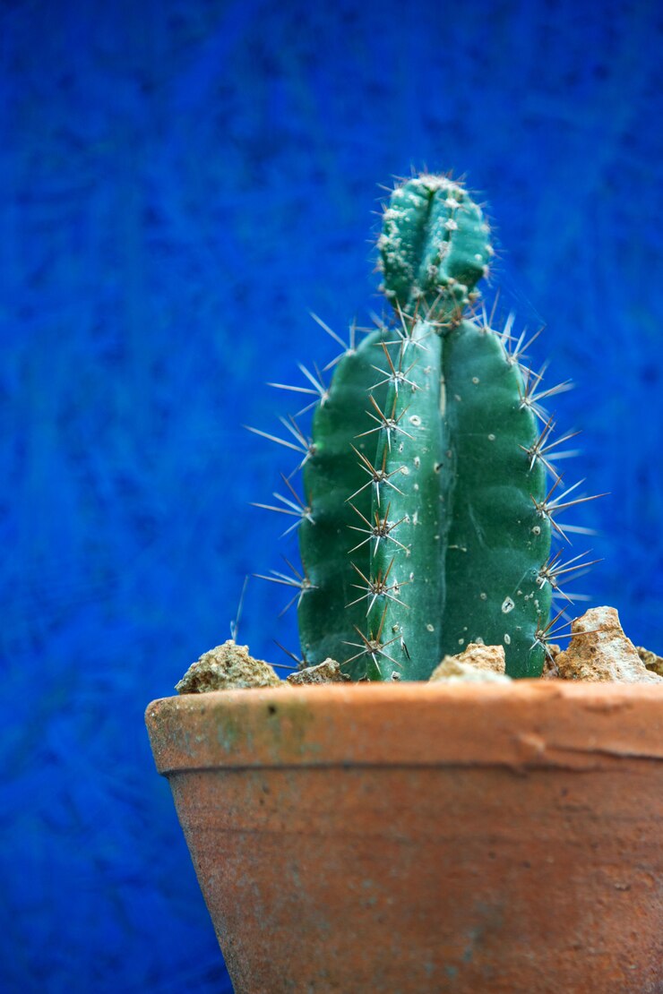 Close up of green cactus In orange pots