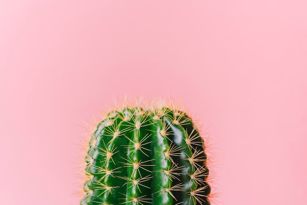 Close-up green cactus on a pink background. Minimal decoration plant on color background