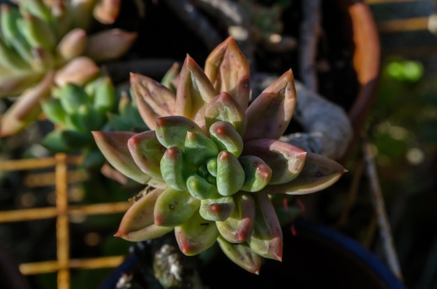 Close Up of a Green Cactus