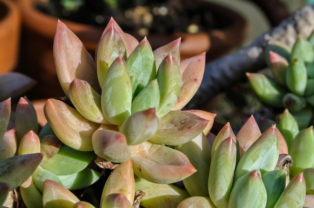 Close Up of a Green Cactus