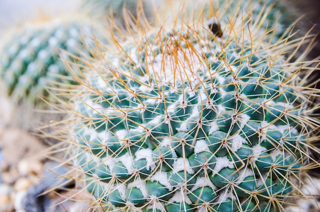 Chiuda in su del cactus verde