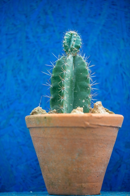 Foto chiuda in su del cactus verde