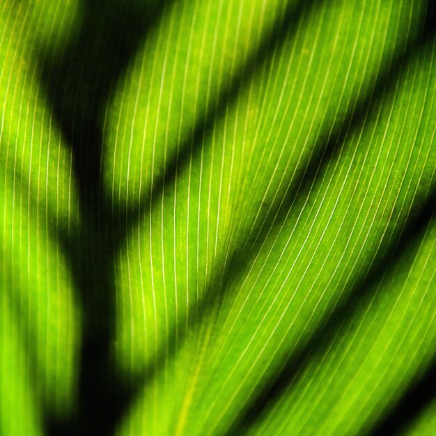 Close up of a green canna lily leaf