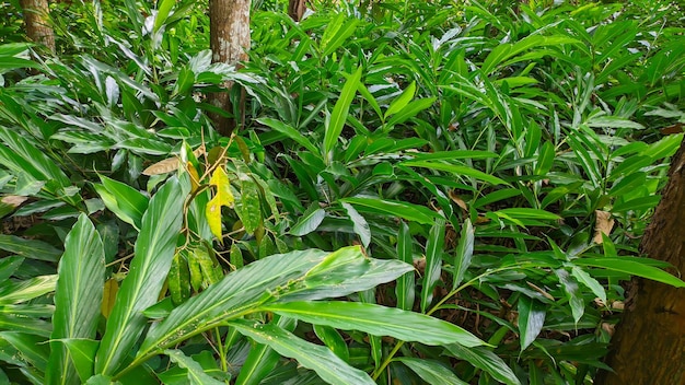 close up of green cardamom plant