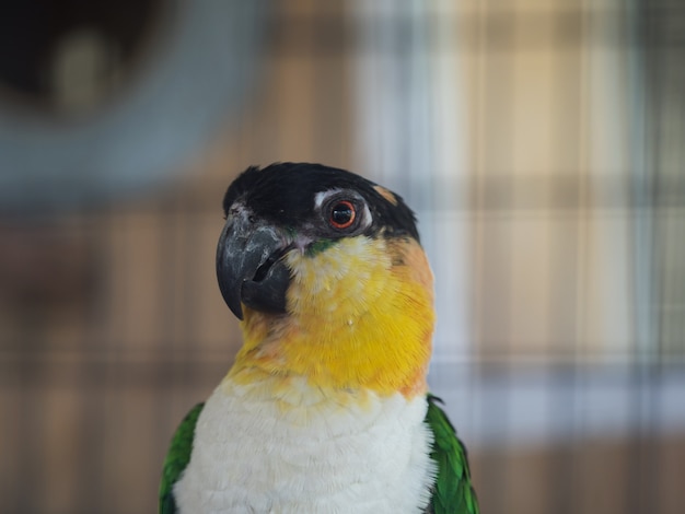 Close up green cheek eye in cage