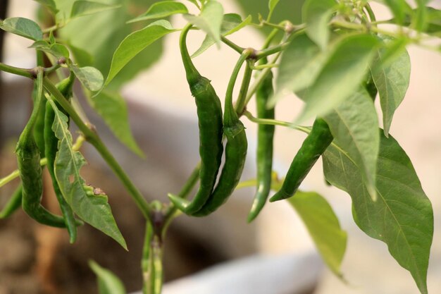 Photo close-up of green chili peppers plant