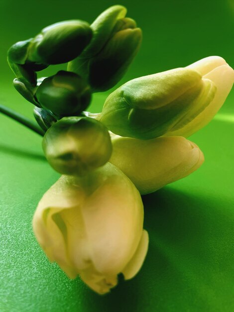 Photo close-up of green chili peppers