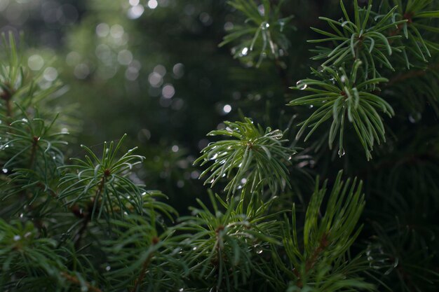 Foto primo piano di un albero di natale verde con gocce di pioggia.