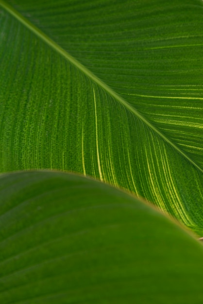 Close up of green Cigar flower leaves