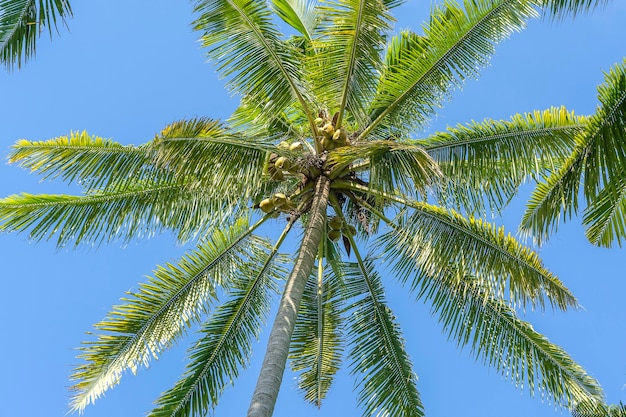 Close up of green coconuts hanging on a palm tree against a blue sky Thailand