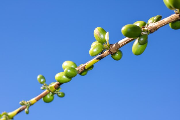 Foto chiuda in su di una frutta verde del caffè sui precedenti del cielo blu