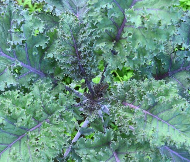 野菜畑の緑の巻き毛のケール植物のクローズアップ、緑のケールは上面図を残します：健康愛好家に有益です。抗酸化物質が豊富