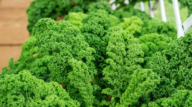 Close up of green curly kale plant in a vegetable garden.