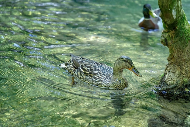 Close up of green duck swimming on a lake