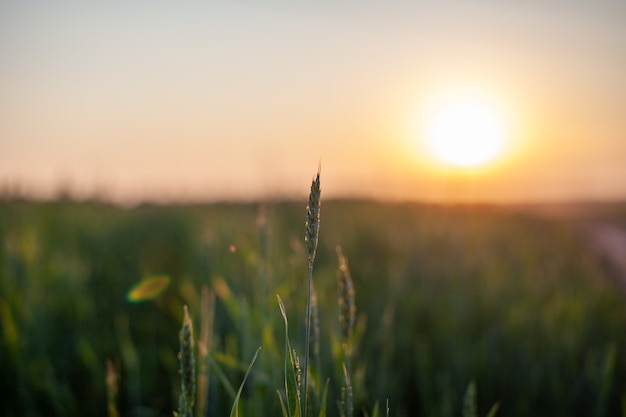 Крупный план зеленых колосьев пшеницы или ржи на закате в поле. Еда мира глобальная с заходом солнца в предпосылке сцены осени земли фермы. Счастливая сельскохозяйственная деревня.