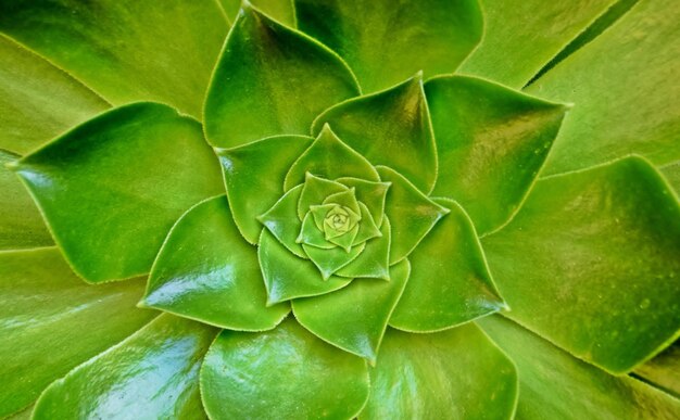 close up of a green Echeveria succulent