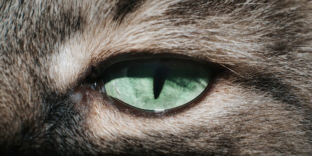 Close-up of a green eye of a cat with a narrow pupil looking into the camera, macro photography of an animal. Squinting cat's eye, selective focus