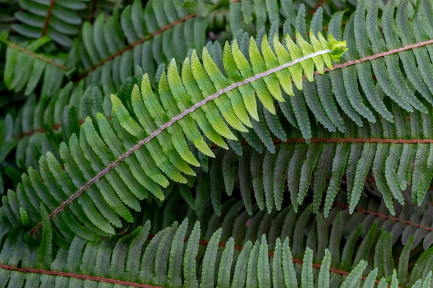 Close-up of green fern foliage in nature. Summer concept of rest and relaxion.