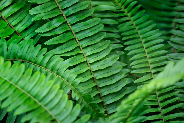 close up Green fern in the forest