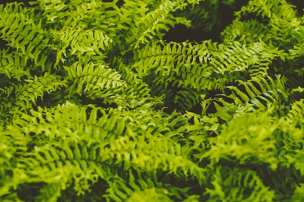 緑のシダの葉の自然の背景を閉じる