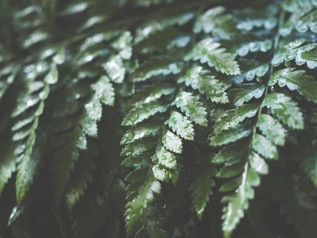 Photo close up green fern leaf with water drop