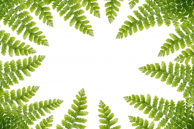 Close-up,green fern leaves isolated white background.