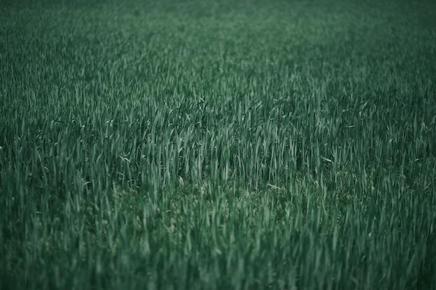 Close up of green field grass Dark green grass background