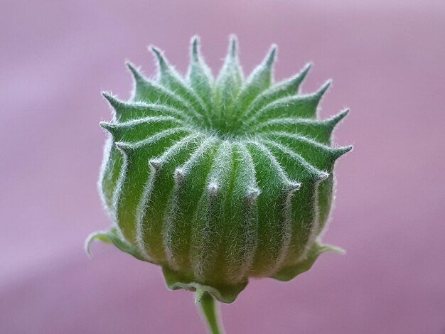 Close-up of green flower bud
