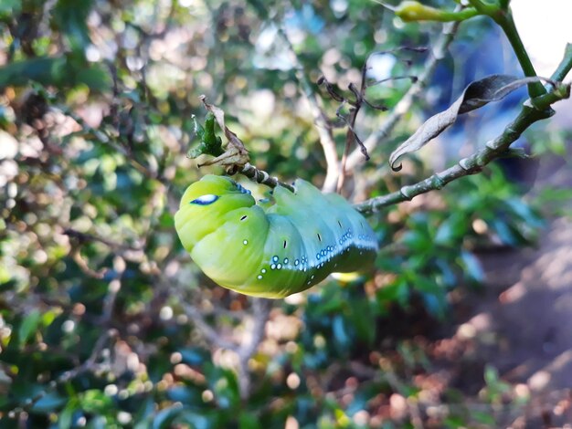 Foto close-up di un fiore verde sull'albero