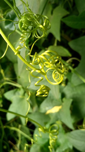 Photo close-up of green flower