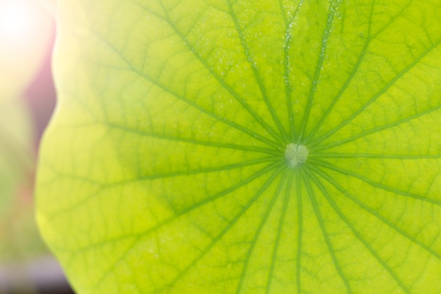 close-up of a green flower