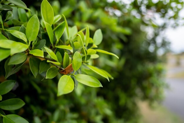 Photo close-up of green flowering plant