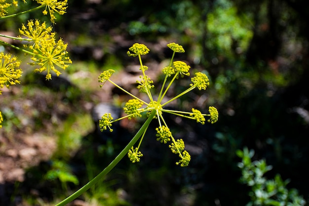 Foto prossimo piano di una pianta a fiori verdi