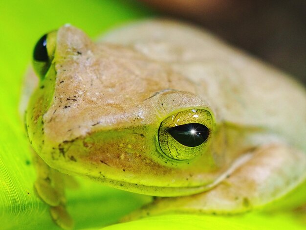 Foto prossimo piano di una rana verde sulla foglia