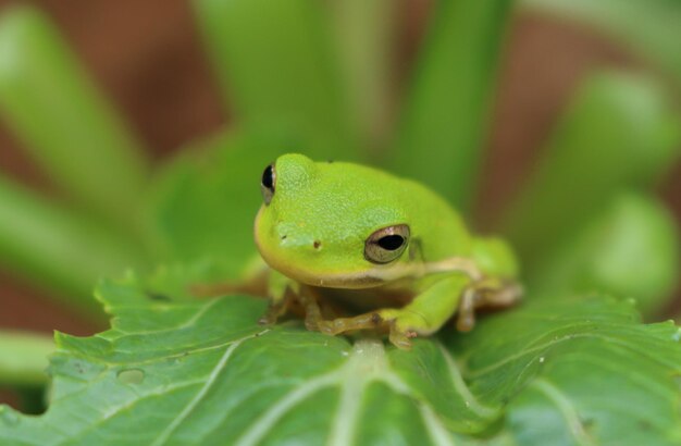 Photo close-up of green frog on leaf