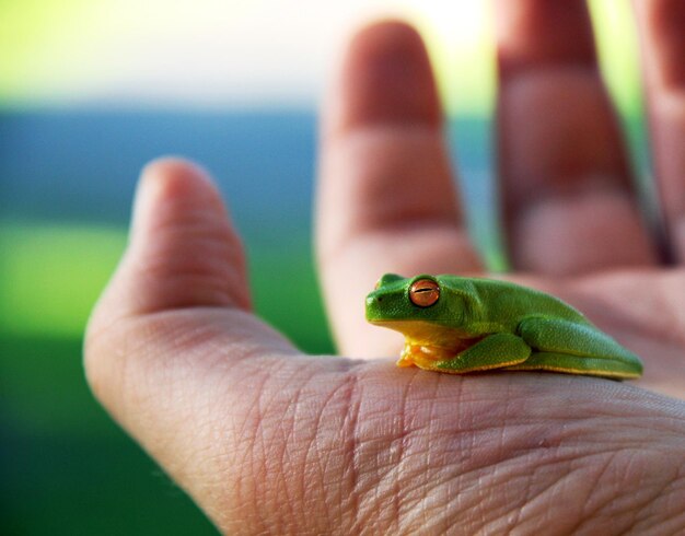 Photo close-up of green frog on palm