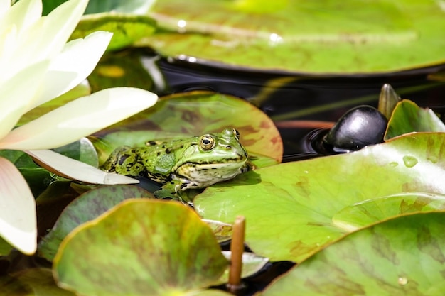 Photo close up of a green frog resting on a leaf