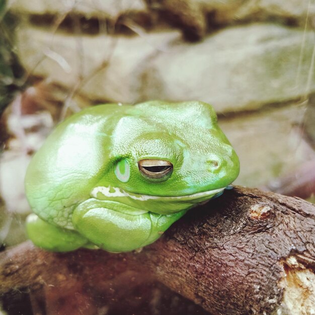 Photo close-up of green frog